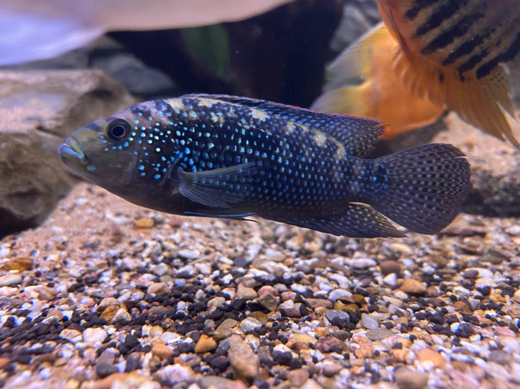 Jack dempsey, Poisson, Poisson d'eau douce