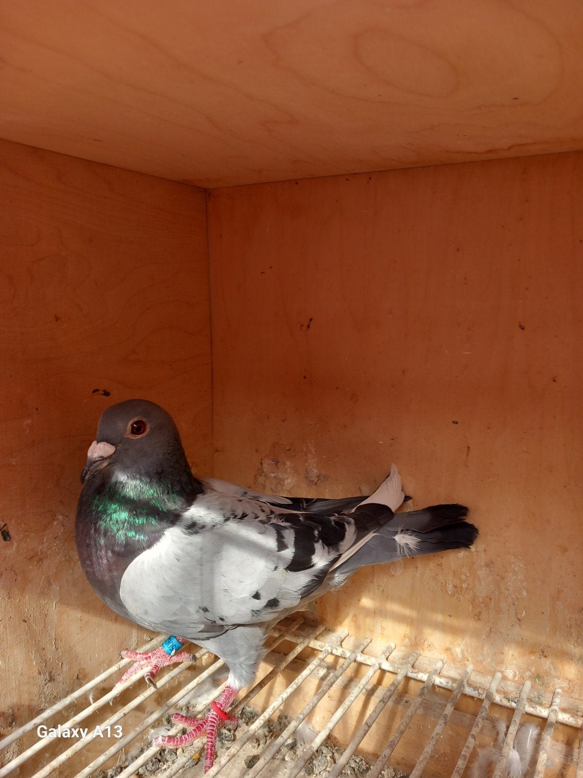 kweekduivin met pedigre, Dieren en Toebehoren, Vrouwelijk, Postduif