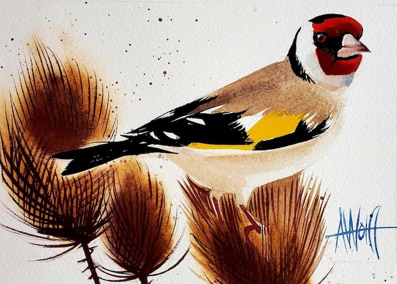 Majoor Distelvink wildkleur