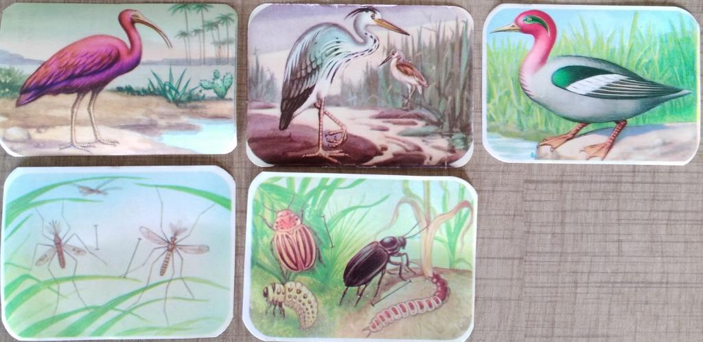 5 verzamelprentjes van vogels en insecten (Honigs, Gent), Verzamelen, Ophalen of Verzenden, Gebruikt, Dier, Prent