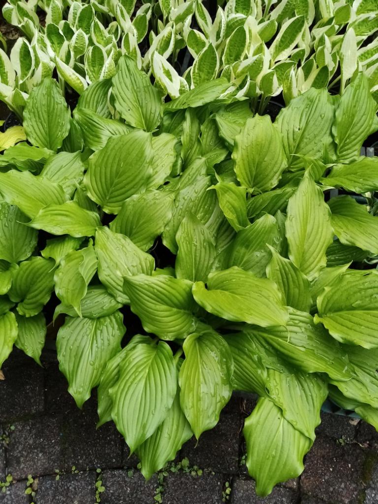Hosta Neelix, Jardin & Terrasse, Plantes | Jardin, Enlèvement ou Envoi