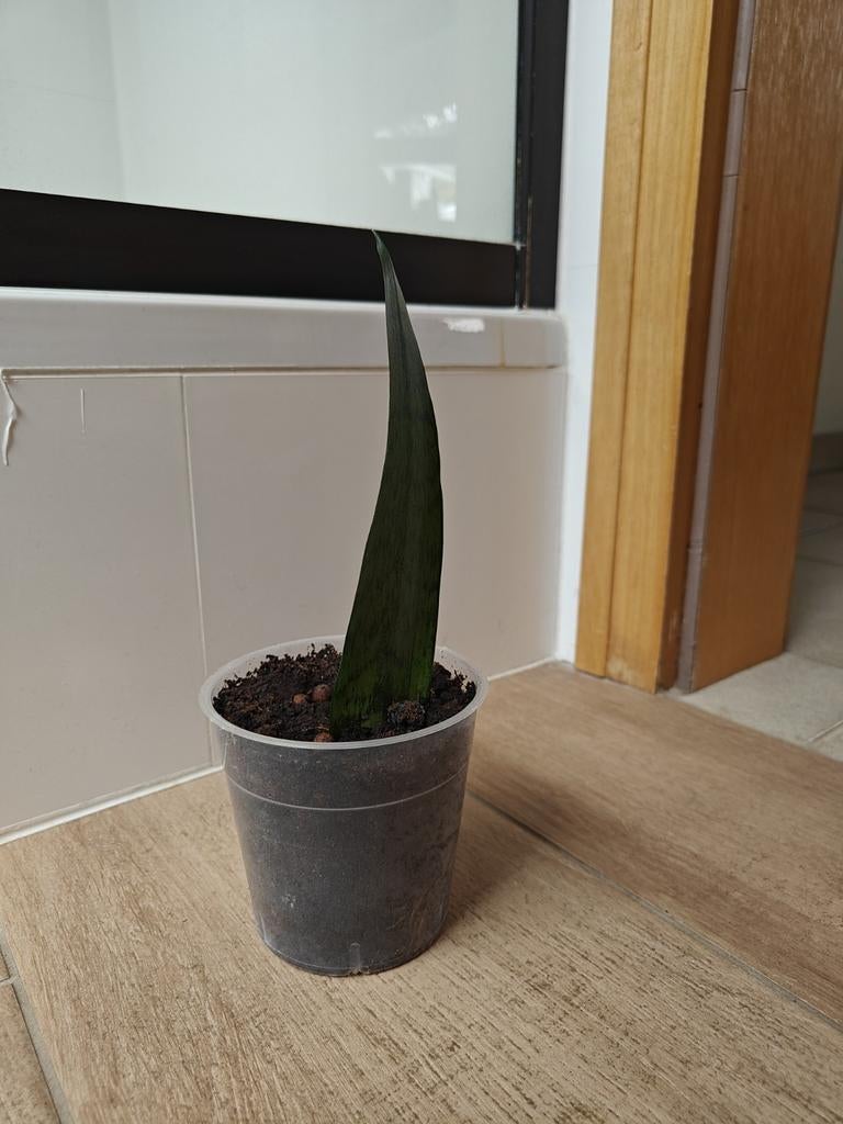 Sanseveria jonge plant met wortels, Ophalen of Verzenden, Overige soorten, Halfschaduw, Minder dan 100 cm