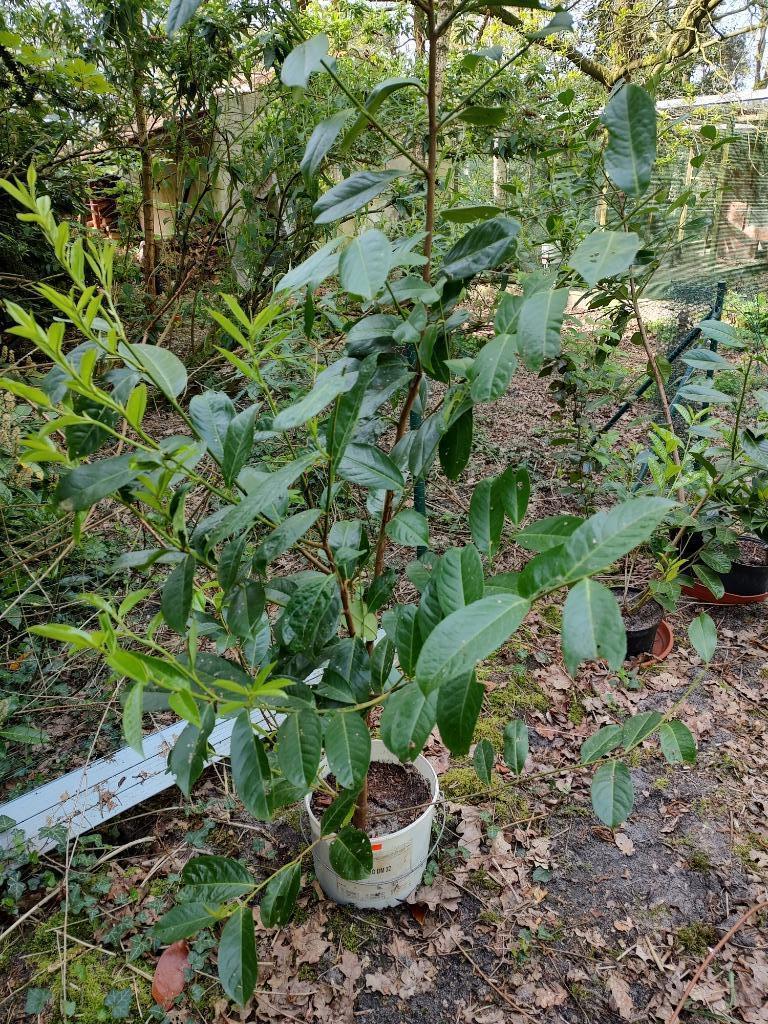 Laurierkers jonge planten, Tuin en Terras, Planten | Tuinplanten, Ophalen, Lente, Vaste plant, Overige soorten