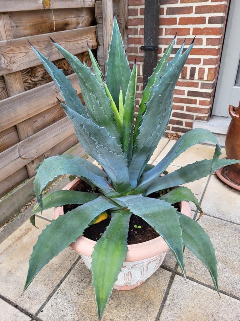 Agave Americana, sanseveria, cactus kleine en grote planten, Enlèvement, Cactus