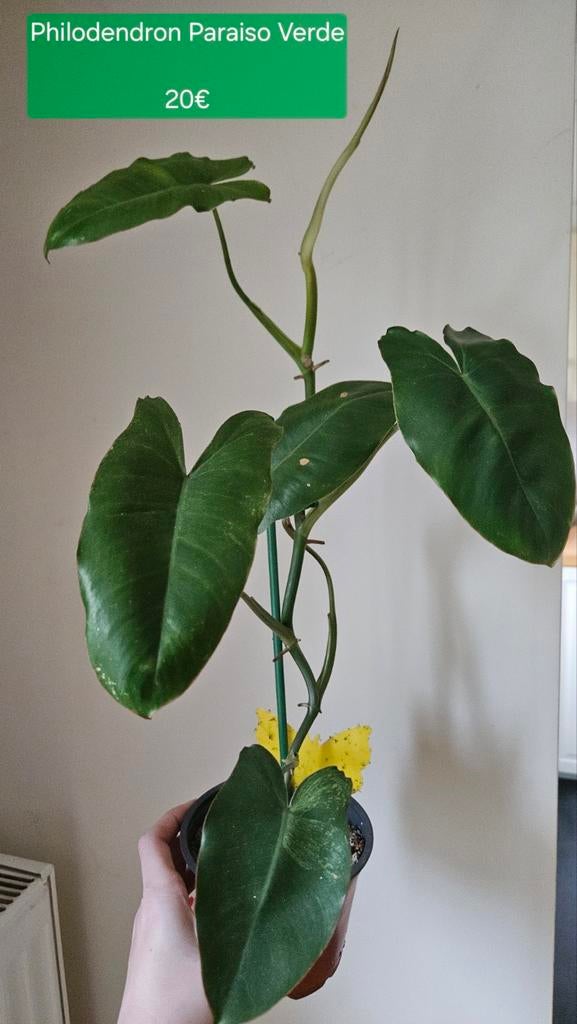 Philodendron Paraiso Verde, Plante verte, Enlèvement, Plein soleil, Moins de 100 cm