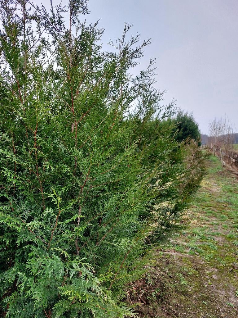 Grote haagconifeer: thuja atrovirens, Tuin en Terras, Ophalen, Conifeer, Haag, 250 cm of meer