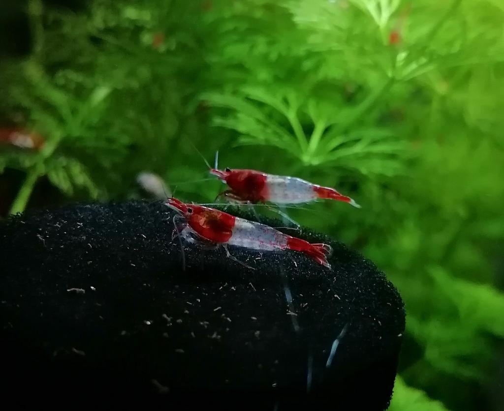 Neocaridina Red Rili, Kreeft, Krab of Garnaal, Zoetwatervis, Schoolvis