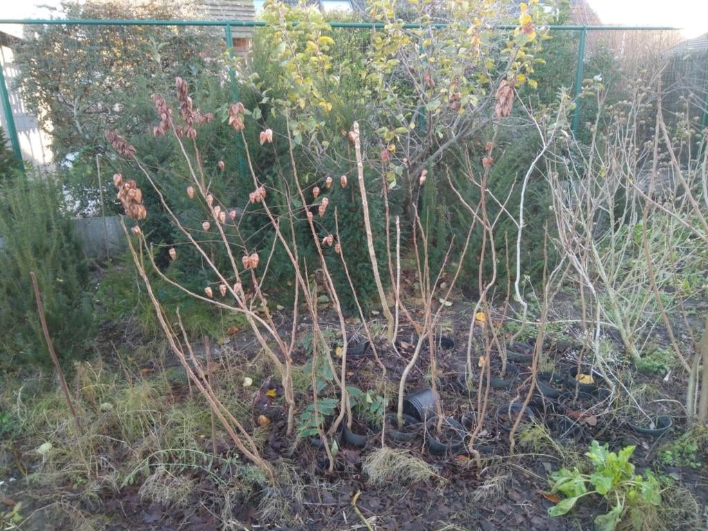Koelreuteria, Tuin en Terras, Planten | Bomen, Ophalen, Zomer, Overige soorten, 100 tot 250 cm