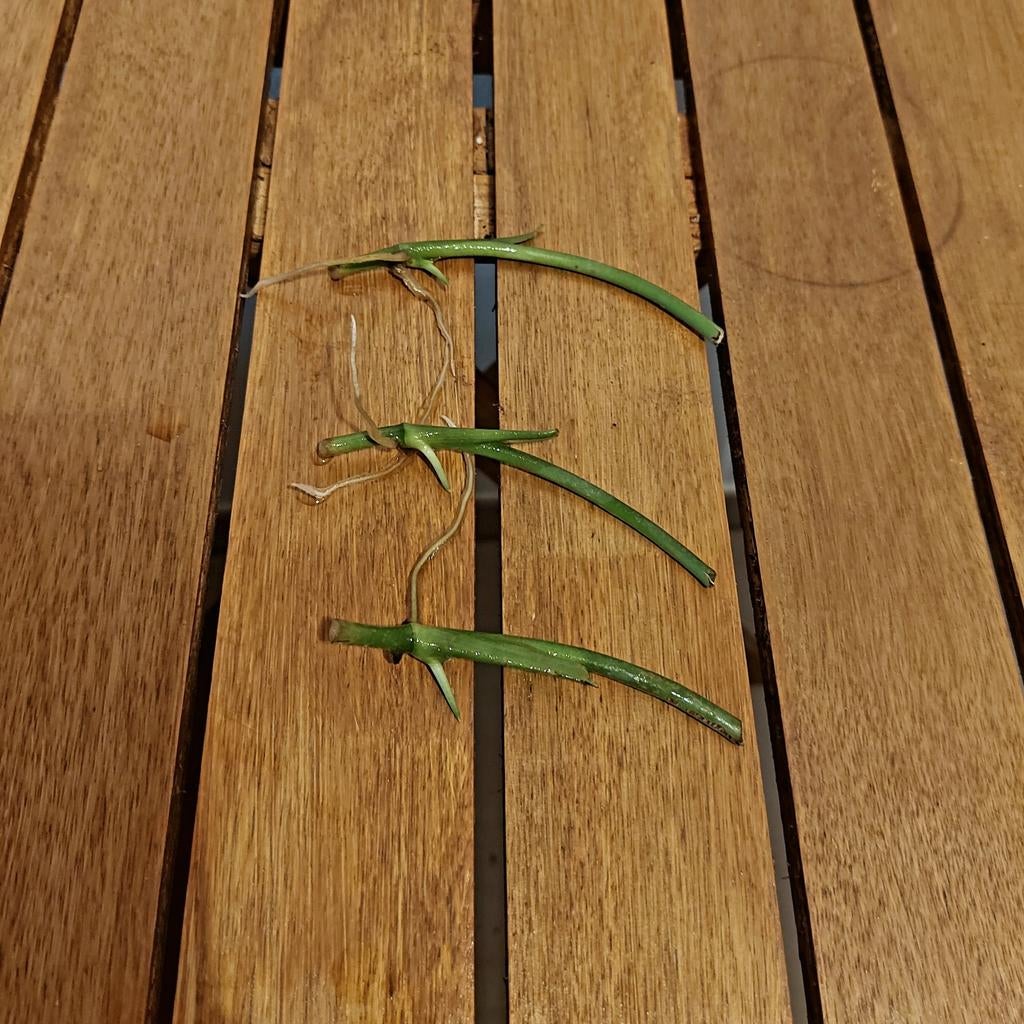 Plant cuttings Monstera Adansonii, Enlèvement ou Envoi