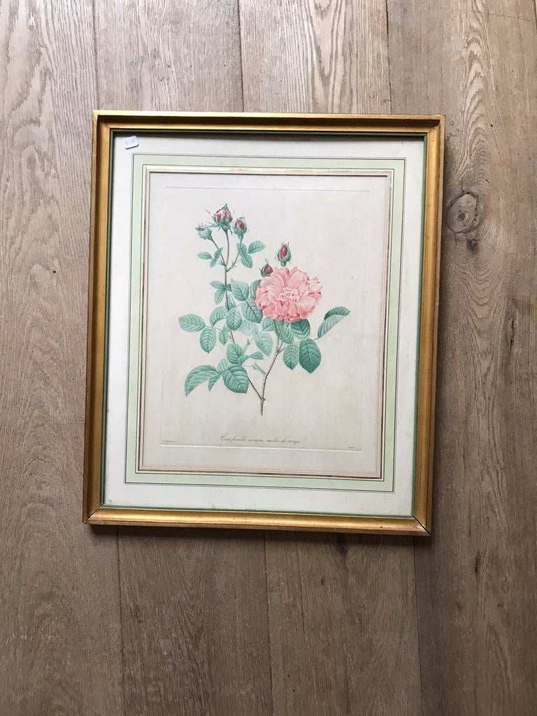 Lithographie Pierre Joseph Redouté excellent état, Enlèvement ou Envoi, Utilisé