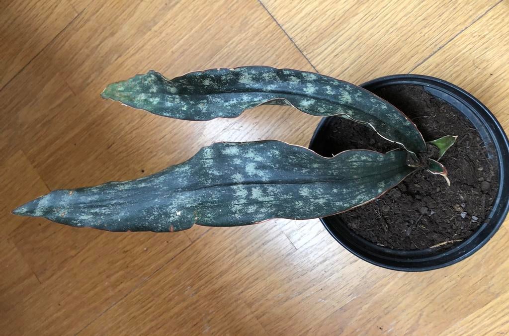 Sanseveria speciale soort, Ophalen