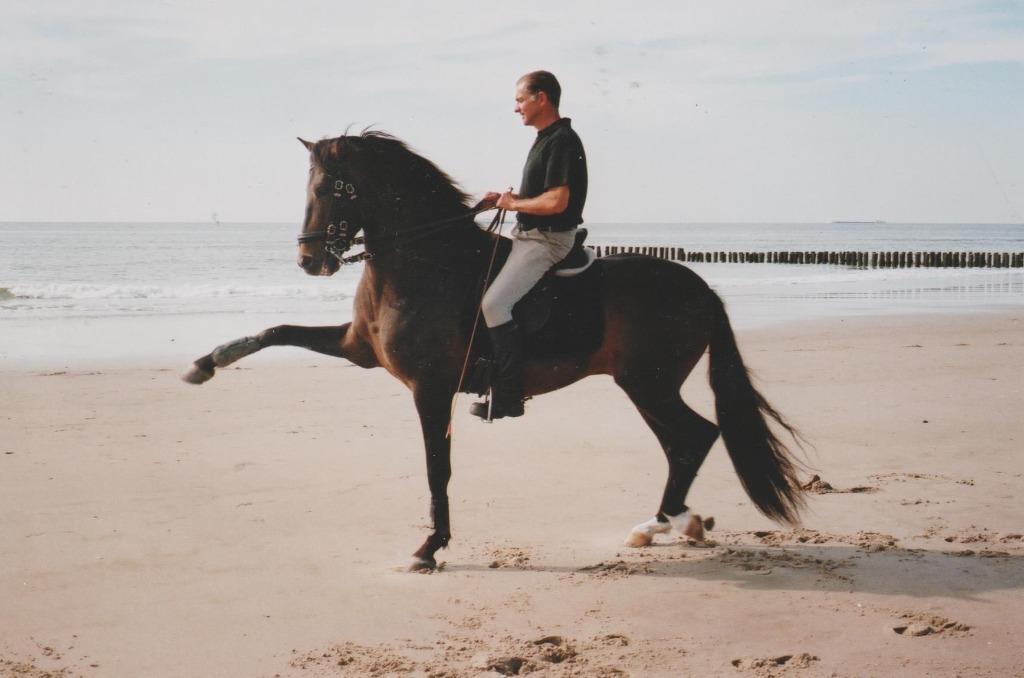 Dessage ibérique, Animaux & Accessoires, Enlèvement ou Envoi, Neuf, Dressage
