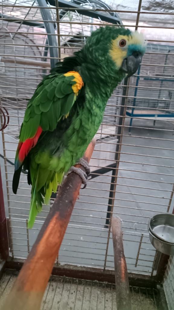Blauw voorhoofd geelschouder amazone (Bahia), Dieren en Toebehoren, Vogels | Parkieten en Papegaaien, Papegaai, Geringd