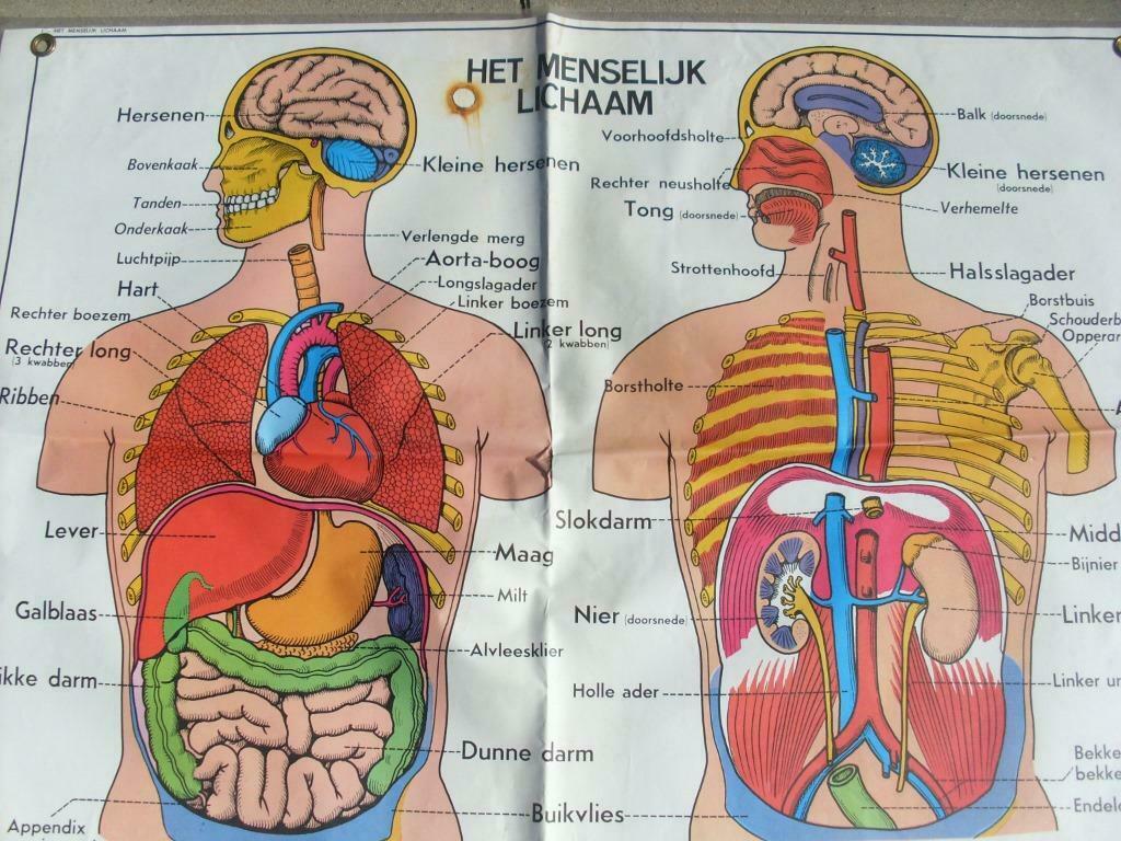 oude schoolkaarten het menselijk lichaam 8 stuks recto verso, Diversen, Ophalen of Verzenden, Gebruikt