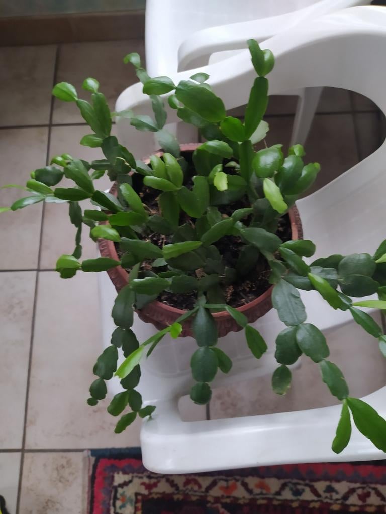 Cactus de Noël qui donne des fleurs rose clair, Enlèvement ou Envoi