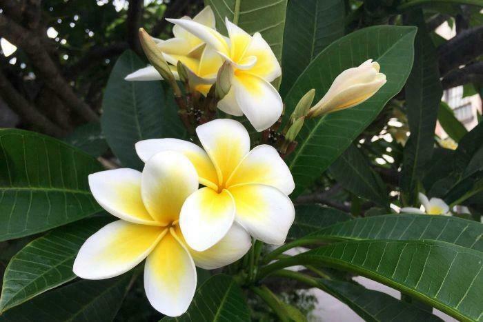 PLUMERIA RUBRA, Tuin en Terras, Planten | Tuinplanten, Vaste plant, Volle zon, Zomer, Ophalen