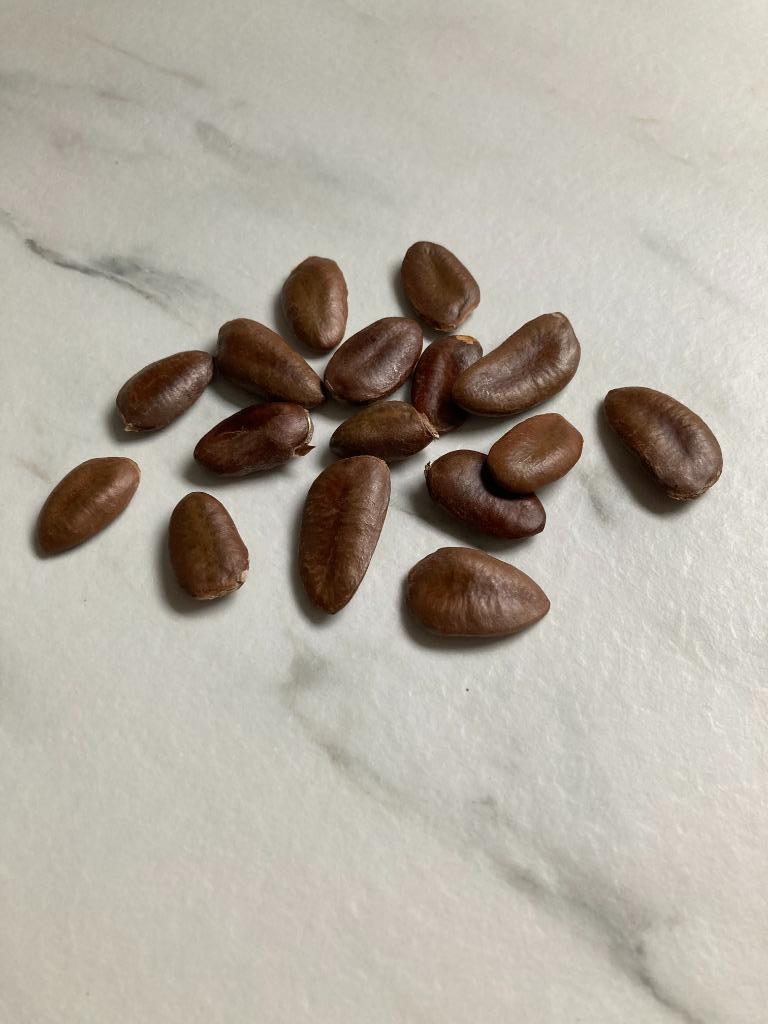 Verse PAW-PAW zaden (Asimina triloba), Tuin en Terras, Ophalen of Verzenden, Gehele jaar, Halfschaduw, Zaad