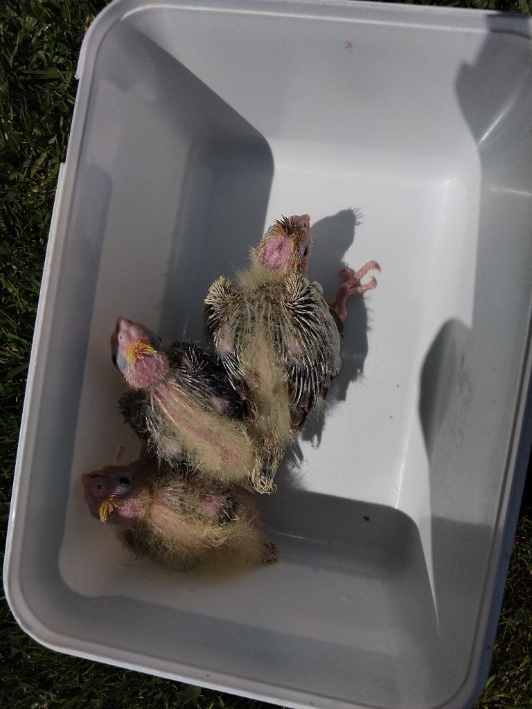 valkparkietjes, Domestique