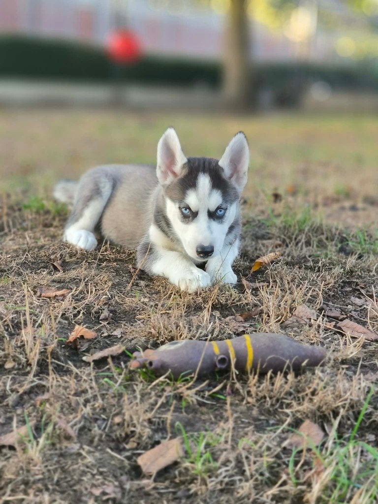 prachtige husky pupjes zoeken baasje!!, België, CDV (hondenziekte), 8 tot 15 weken, Poolhond