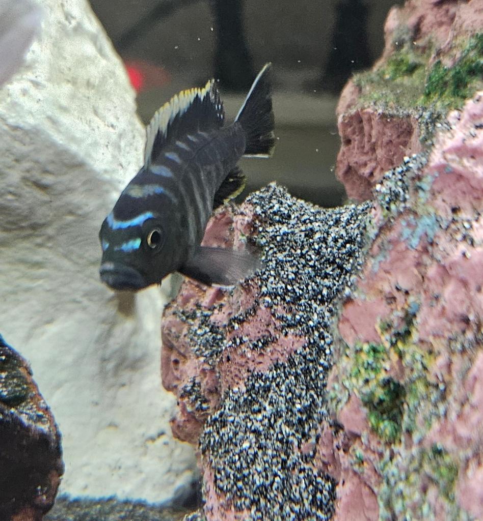 Cynothylapia ndonga deep malawi cichliden, Dieren en Toebehoren, Vis, Zoetwatervis