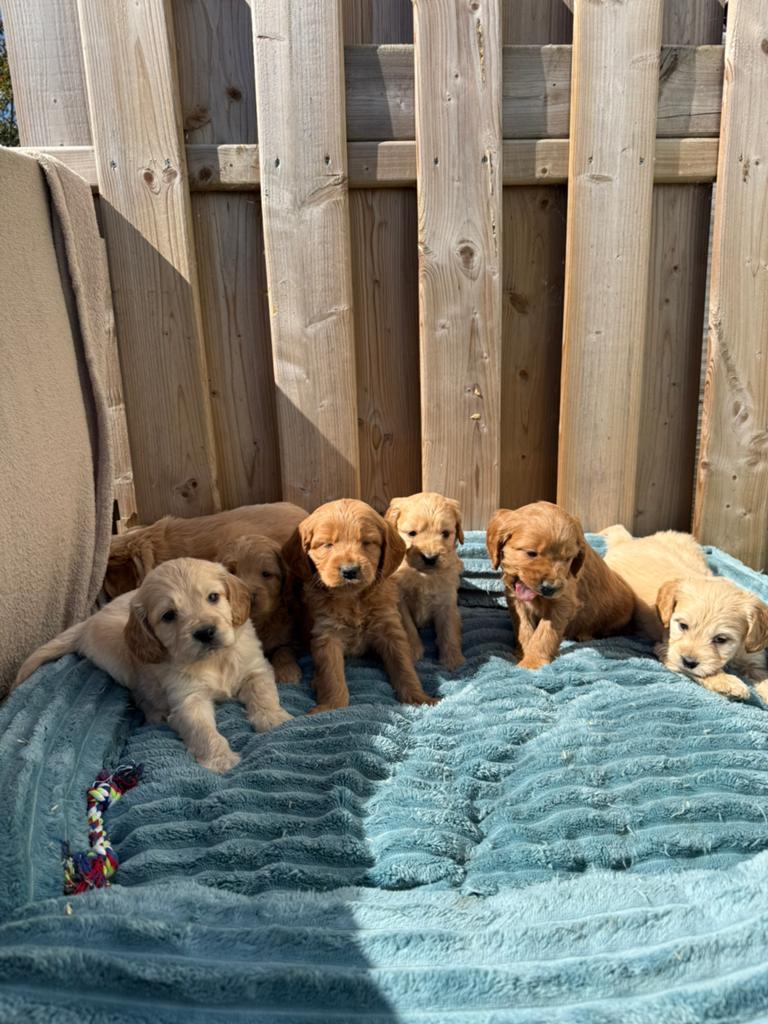 Mini/medium goldendoodle pups, Dieren en Toebehoren, Parvo, België, Overige rassen, 8 tot 15 weken