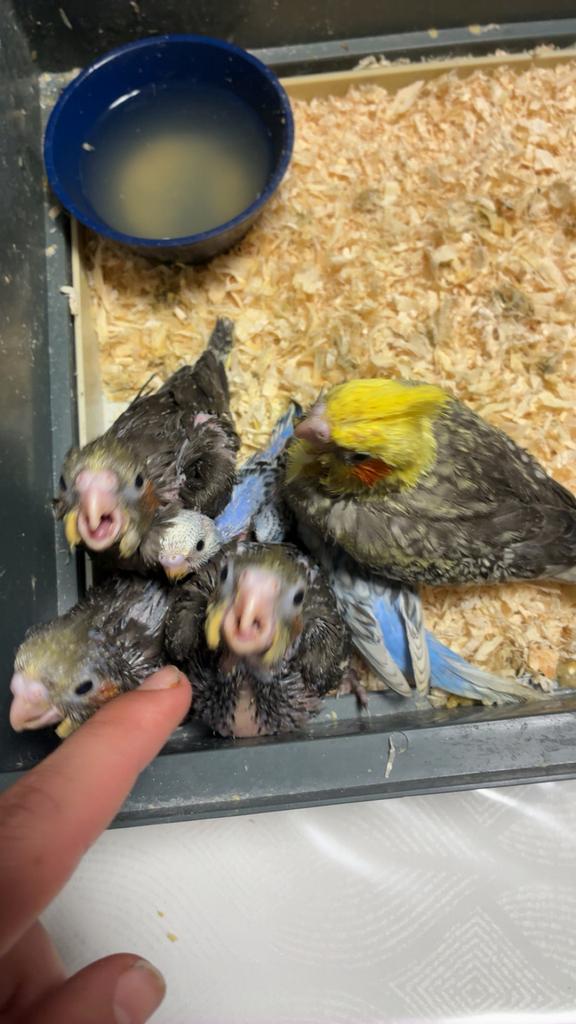 Valkparkieten, Dieren en Toebehoren
