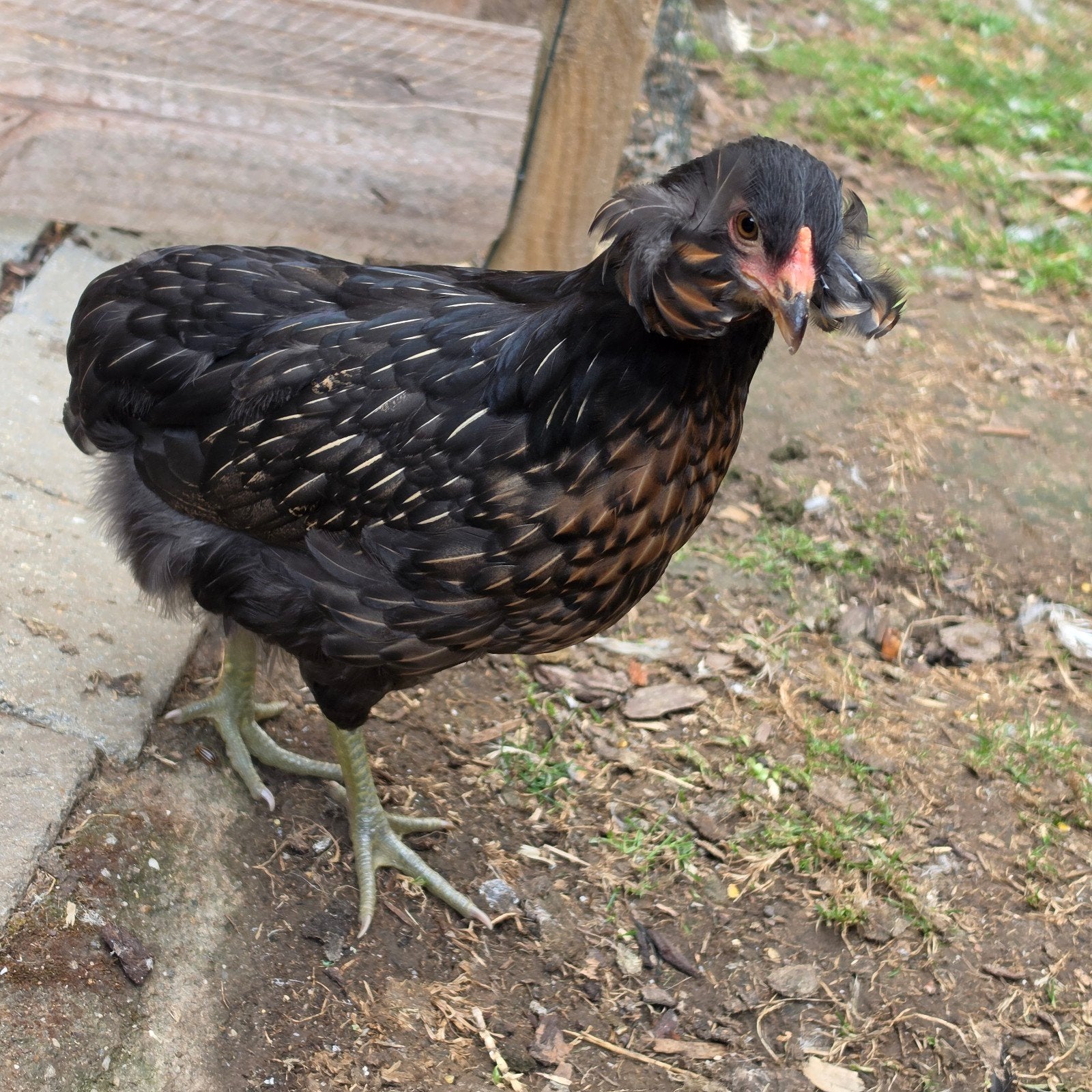 Raszuivere Araucana bolstaart met oortoefjes, Dieren en Toebehoren, Pluimvee