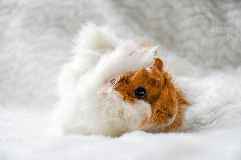 Mooie peruvian cavia's, Mannelijk, Tam, Maart, Cavia