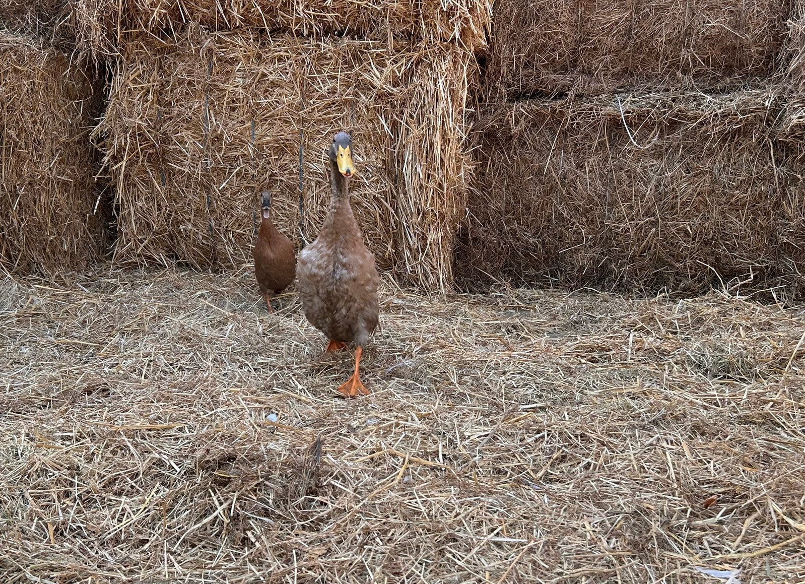 Koppel forse eenden, Meerdere dieren, Eend