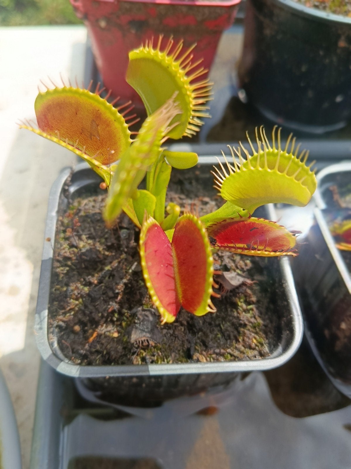 plantes carnivores dionnée, Jardin & Terrasse, Bulbes & Semences, Enlèvement ou Envoi, Toute l'année, Plein soleil, Rhizome