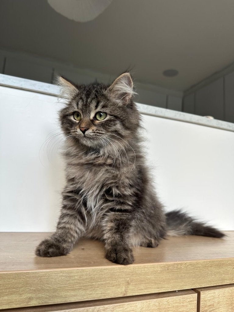 Chat sibérien, Animaux & Accessoires, Chat, Avec pedigree, 0 à 2 ans