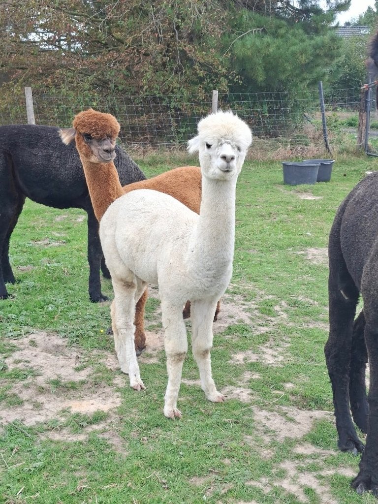 Alpaca merrie veulen te koop, Dieren en Toebehoren, Oktober, Vrouwelijk