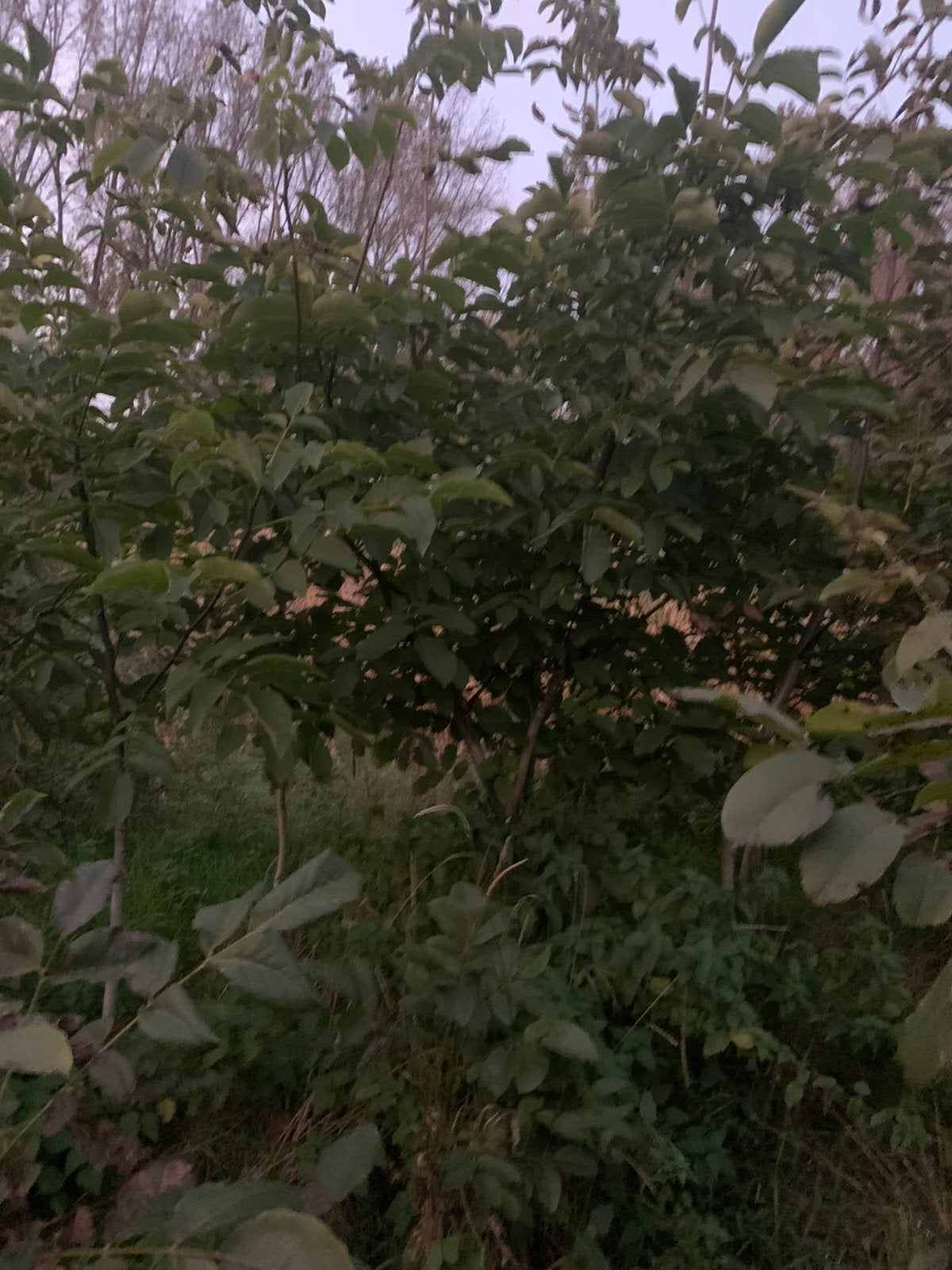 Bomen hoogstam okkernoot, Jardin & Terrasse, Enlèvement