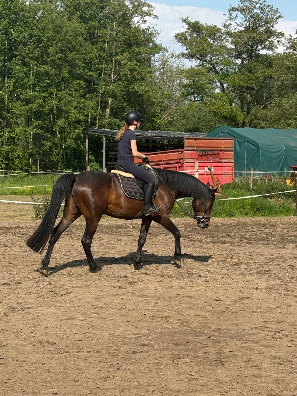 Prachtige merrie zoekt huisje waar ze kan door groeien, Animaux & Accessoires, Chevaux