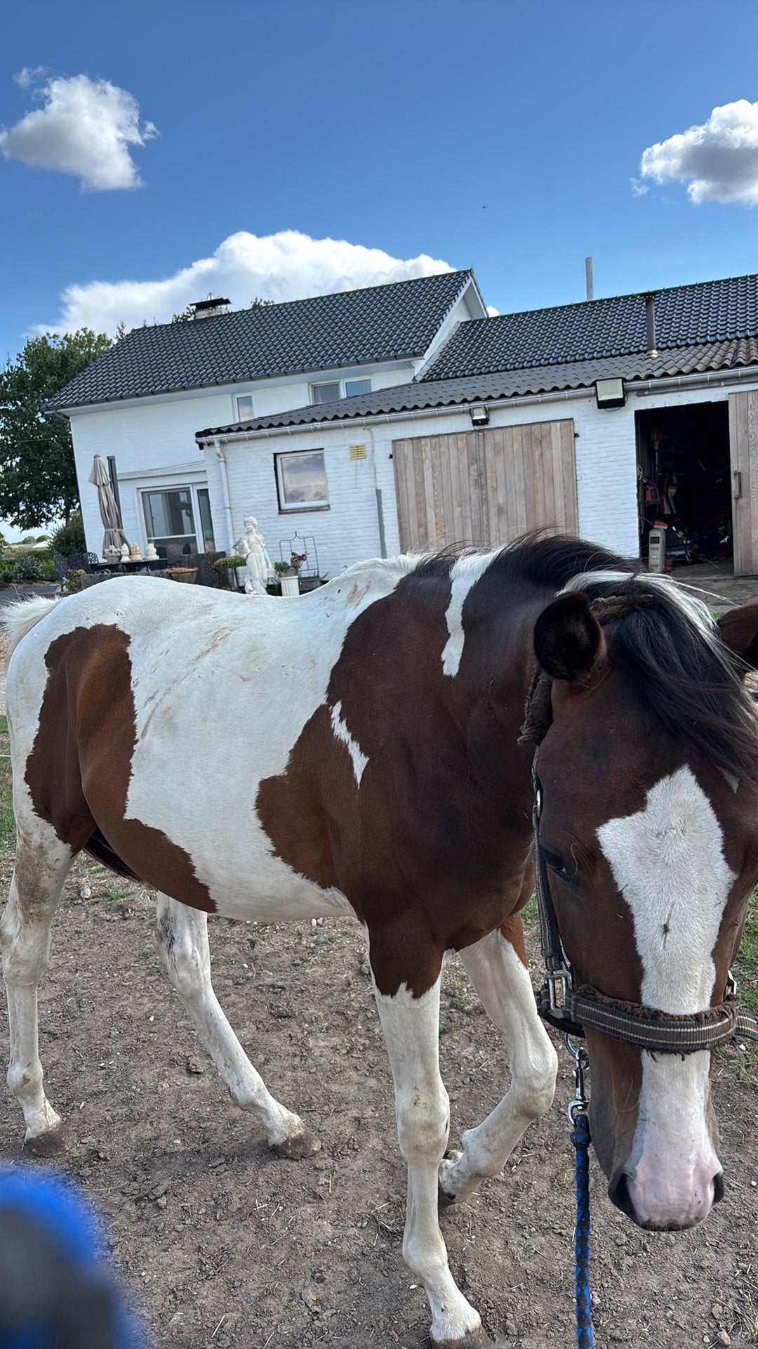 Drie kleurige bonte jaarling hengst, Animaux & Accessoires, Chevaux, Avec pedigree, Moins de 160 cm, Étalon, 0 à 2 ans