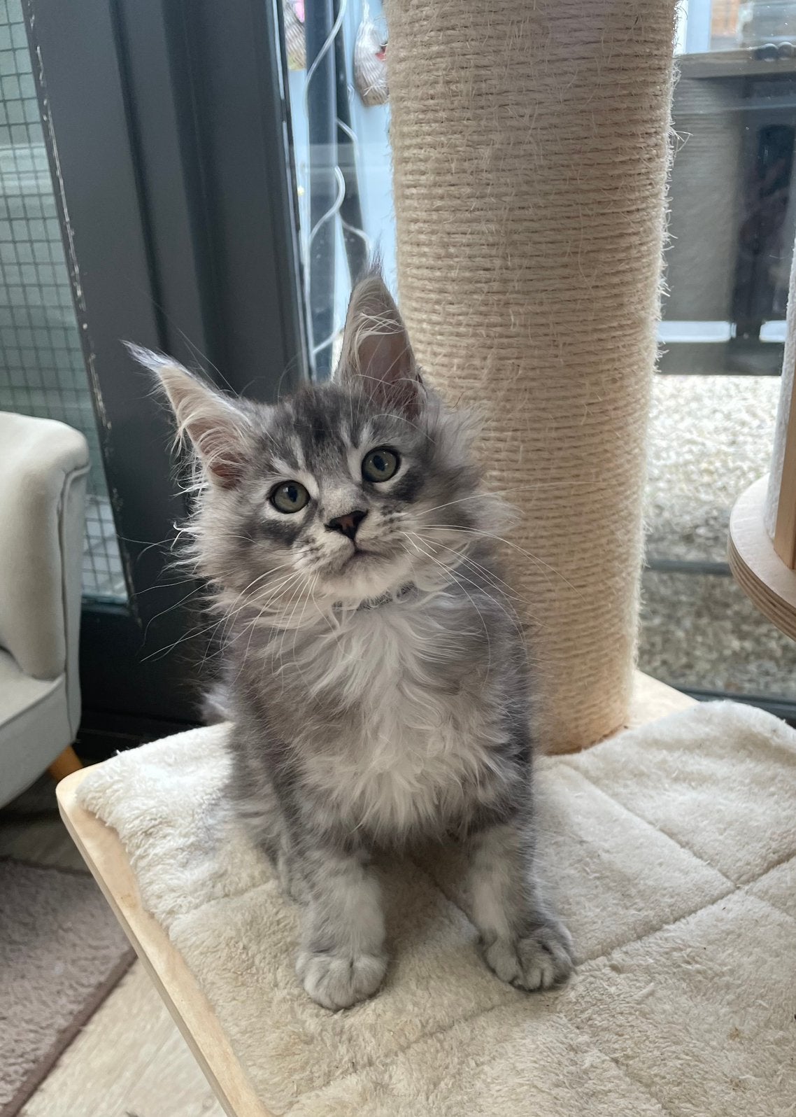 Maine coon, Plusieurs animaux, Avec pedigree, 0 à 2 ans