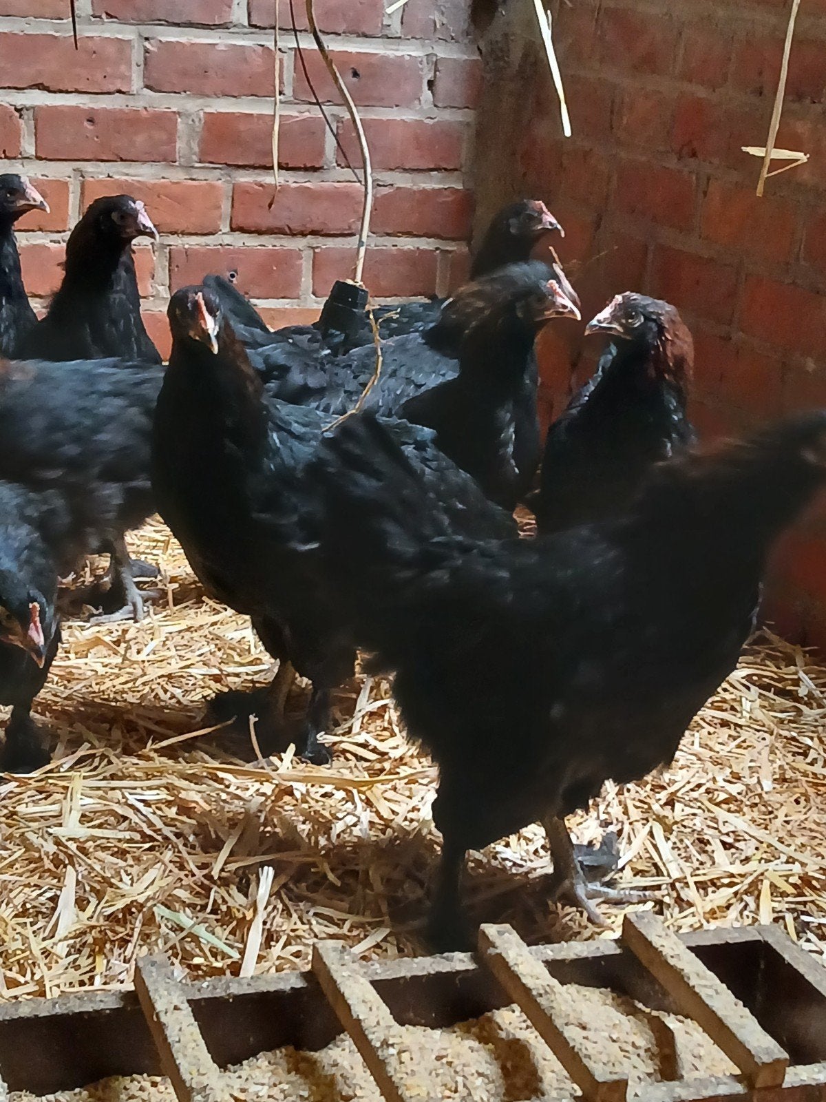 Marans hennen