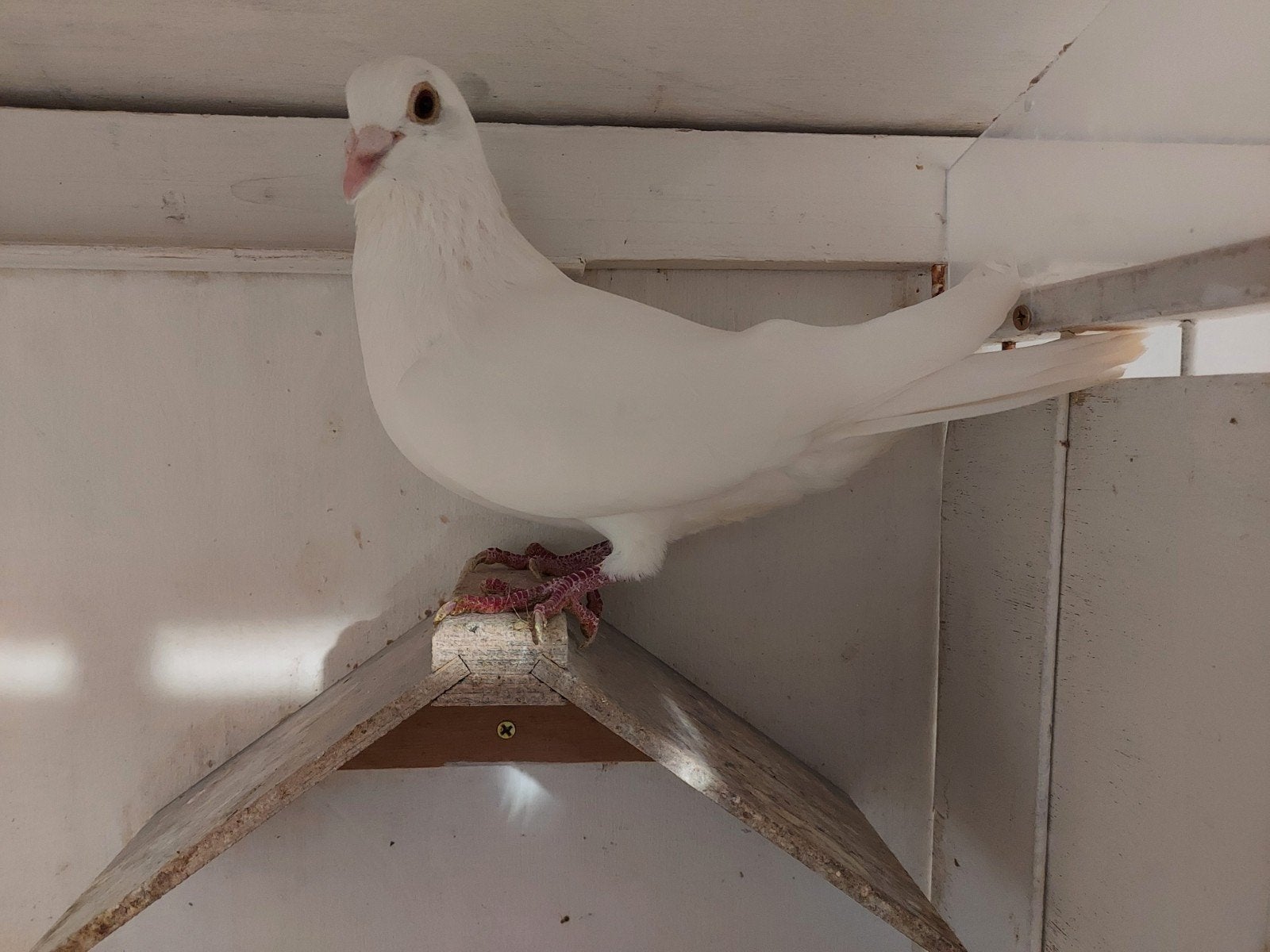 duiver wit, Mâle, Pigeon voyageur