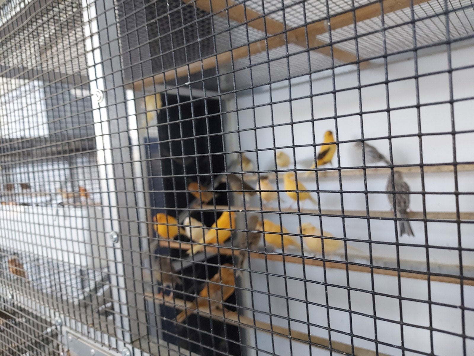kanaries  van  2026, Dieren en Toebehoren