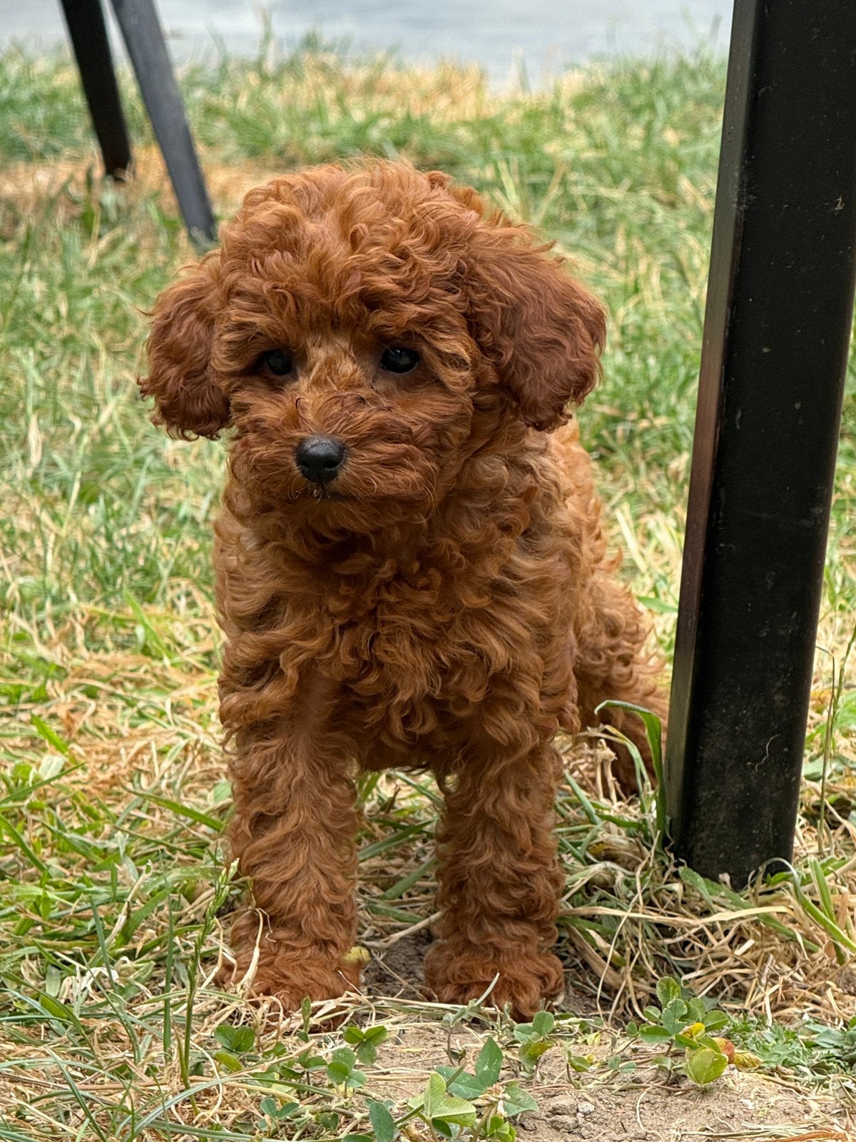 Poedel pups, 8 à 15 semaines, Plusieurs, Éleveur | Loisir, Caniche