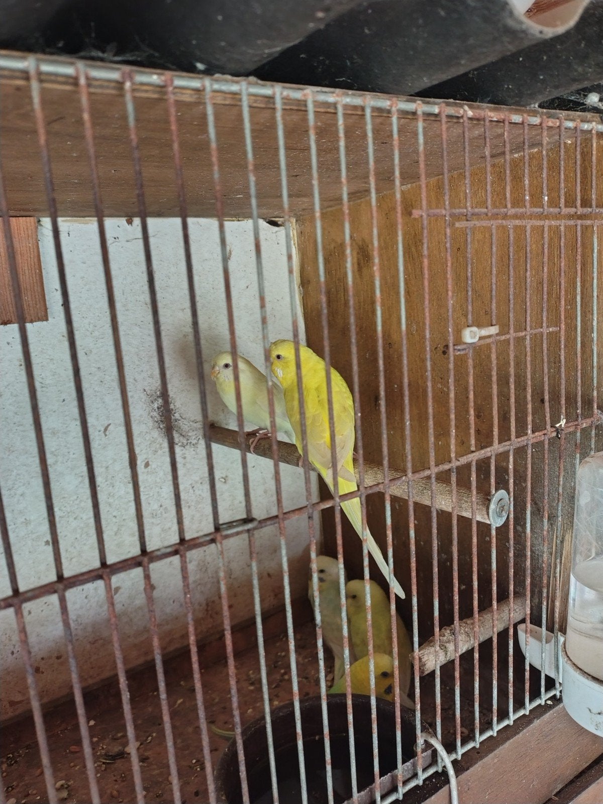 jonge grasparkieten verschillende kleuren, Meerdere dieren, Parkiet