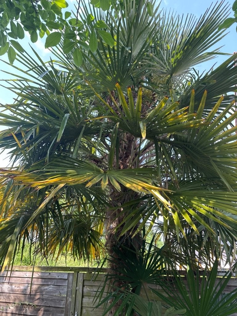 Chinese Waaierpalmen (30-70cm), Jardin & Terrasse, Plantes | Arbres, Enlèvement, Plein soleil, Palmier