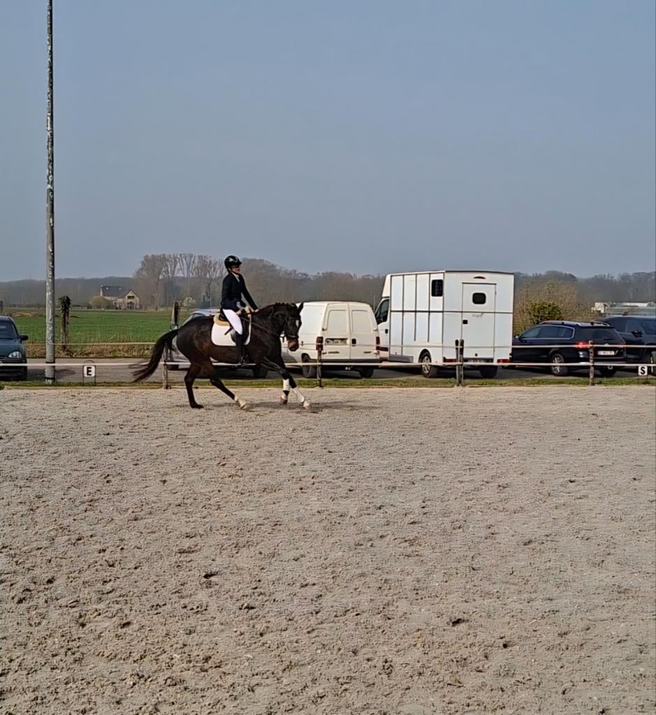 Talentvolle dressuurgefokte merrie, Dieren en Toebehoren, Paarden, Merrie, Dressuurpaard, Zadelmak, 3 tot 6 jaar