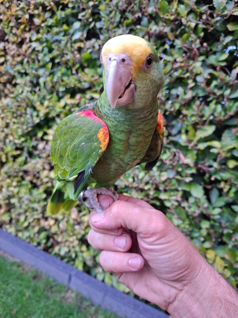 Amazone oratix, Dieren en Toebehoren, Geslacht onbekend, Papegaai, Geringd