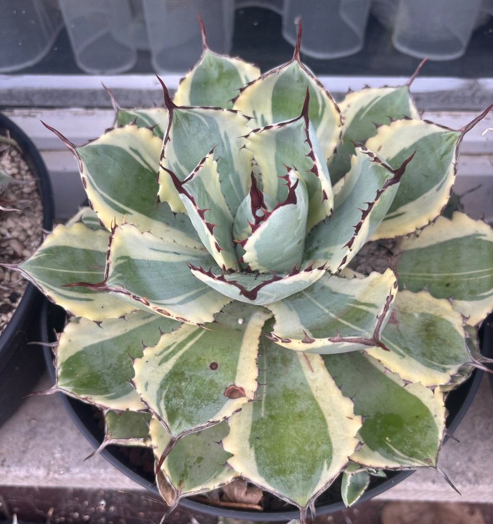 Agave kissho kan, Ophalen of Verzenden, Vaste plant, Overige soorten, Volle zon