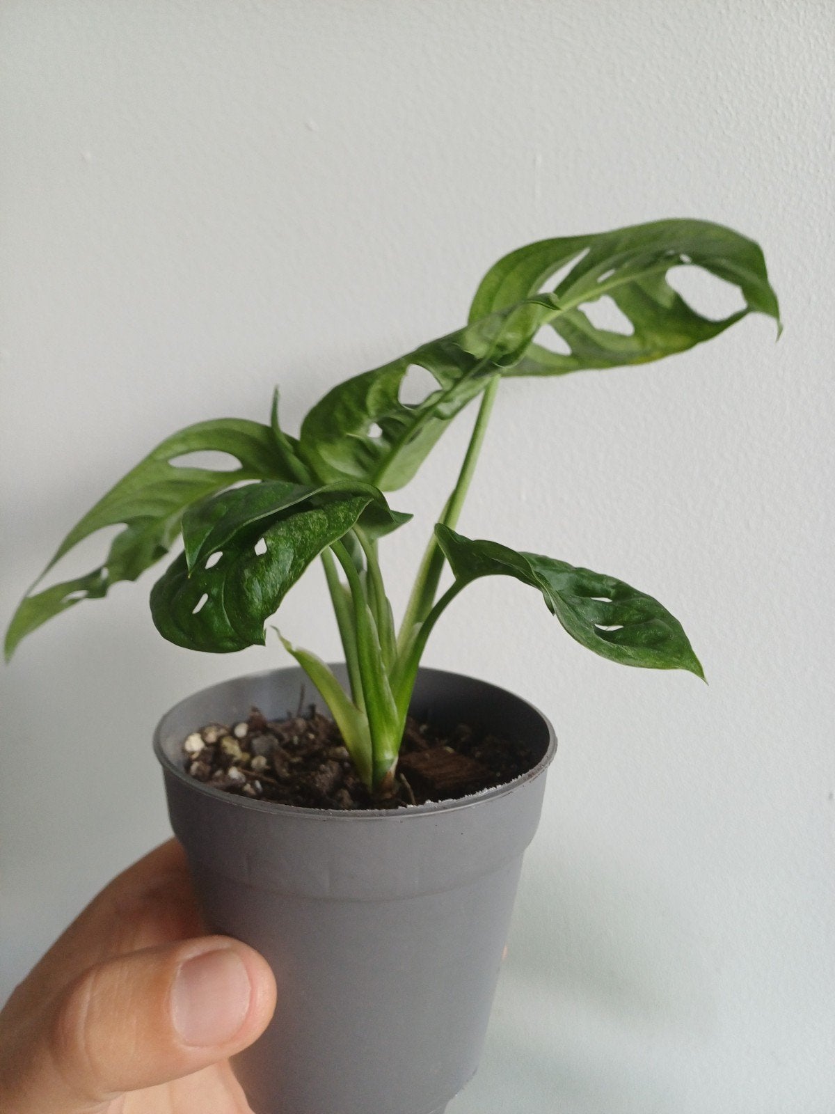 Monstera Adansonii Mint, Overige soorten, In pot, Minder dan 100 cm, Groene kamerplant