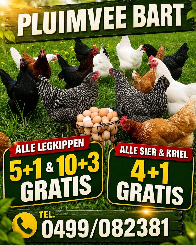 ACTION 5+1/10+3 GRATUITE sur tous les poulets 0499/082381, Animaux & Accessoires