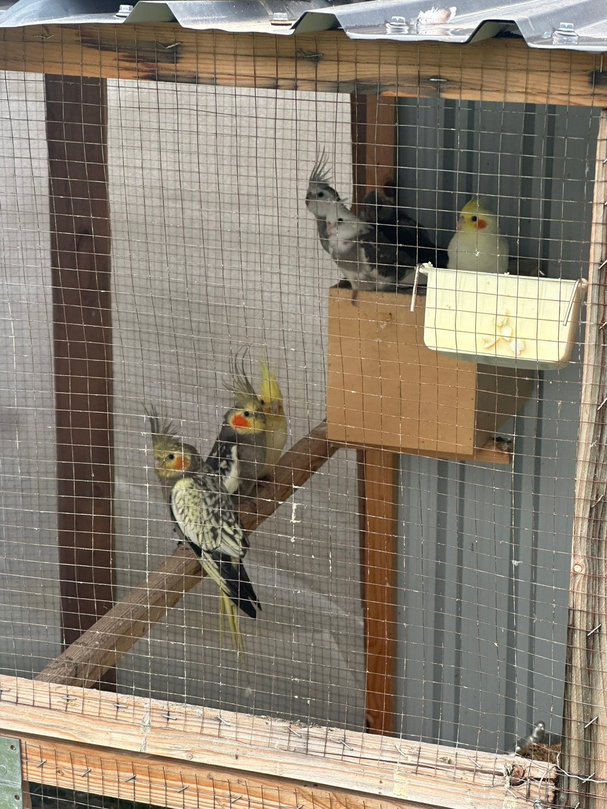 Vogels Parkieten met twee kooi te koop, Dieren en Toebehoren, Ophalen of Verzenden, Zo goed als nieuw