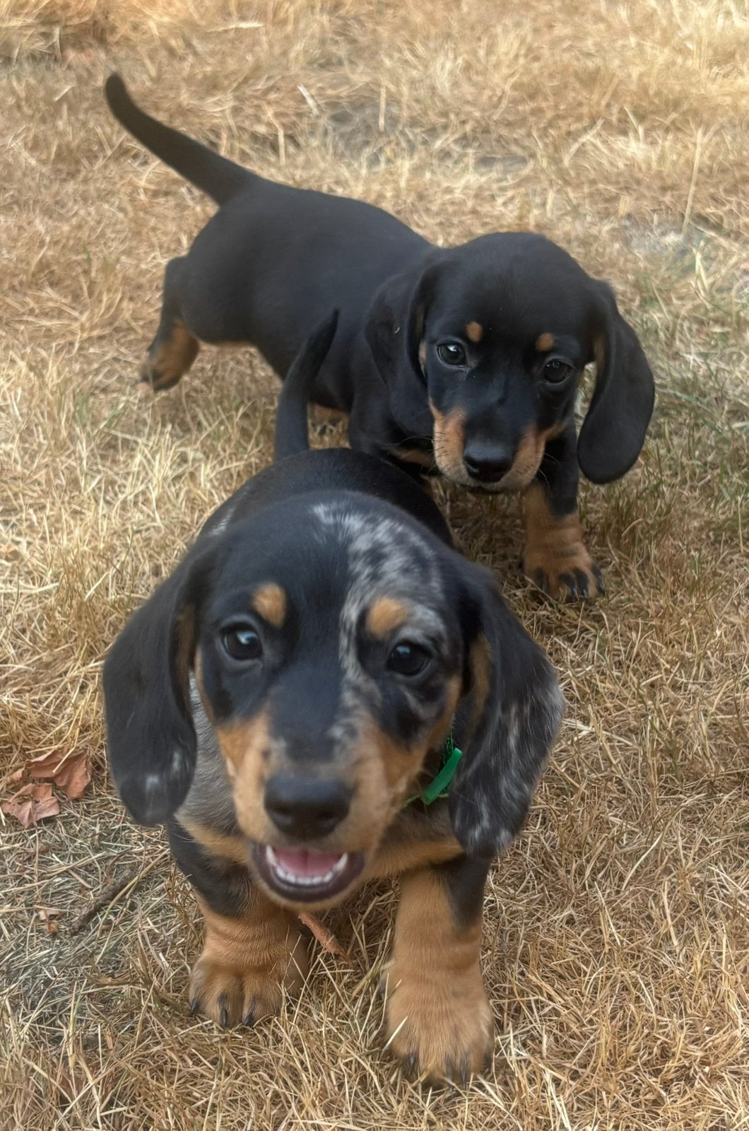Superlieve korthaar dwerg teckel pups,in huis grootgebracht, Parvo, België, Fokker | Hobbymatig, 8 tot 15 weken
