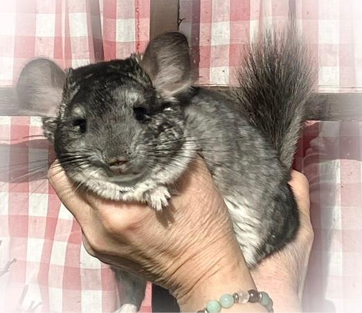 Chinchilla mâle Standard RPAc 67 % BPc  Vc, Chinchilla, Augustus, Mannelijk, Tam